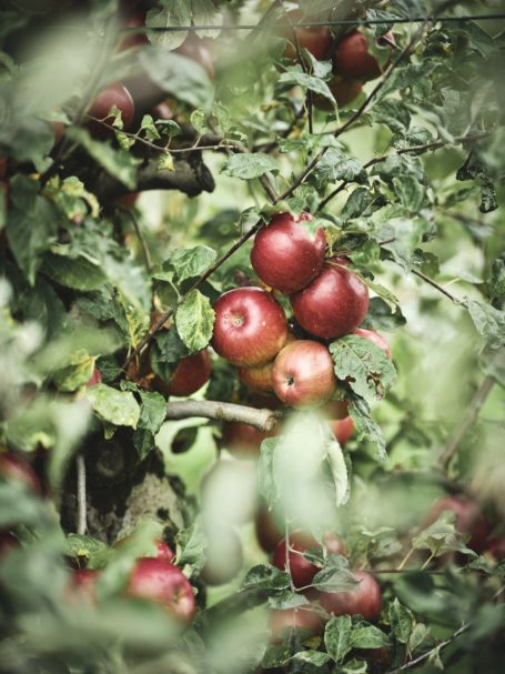 Mayerhof - Streuobstwiese Aepfel rot